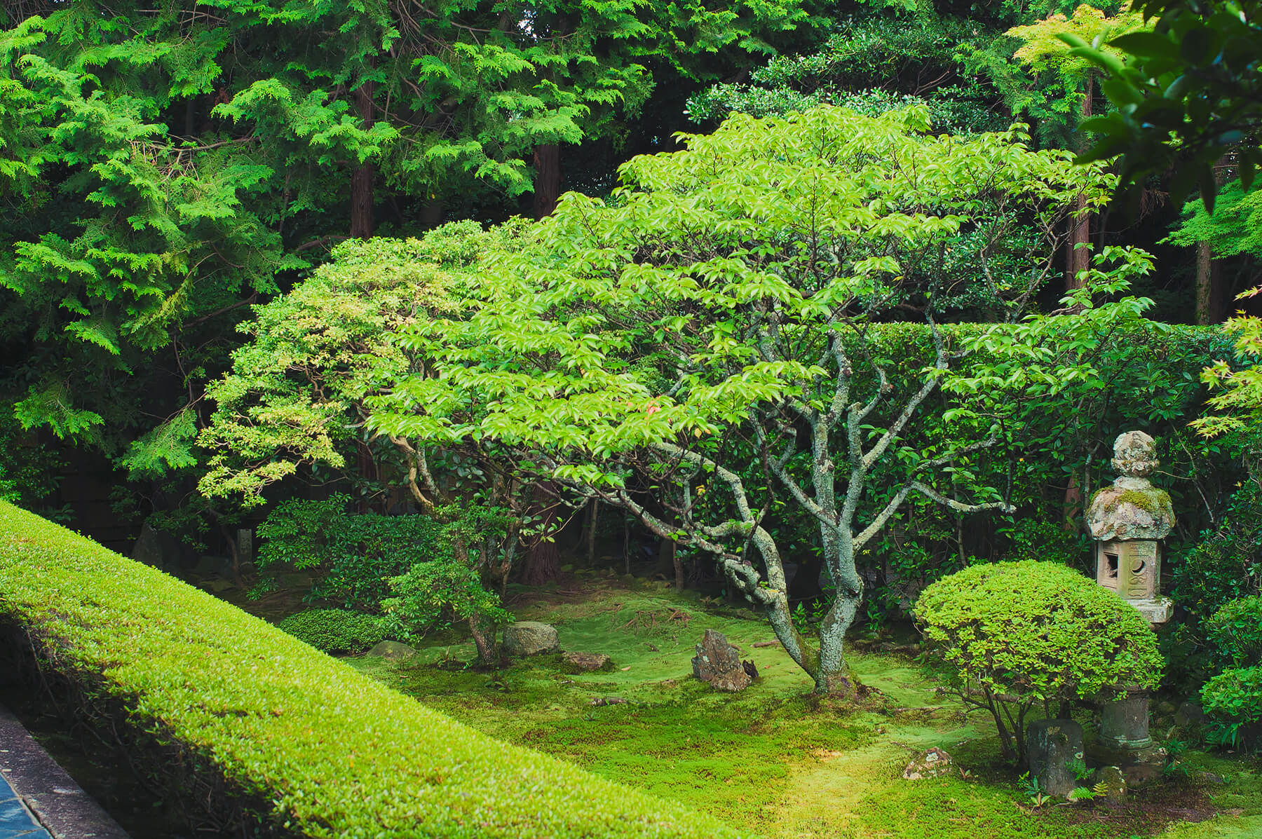 
          京都「妙心寺桂春院」の庭園写真1
      