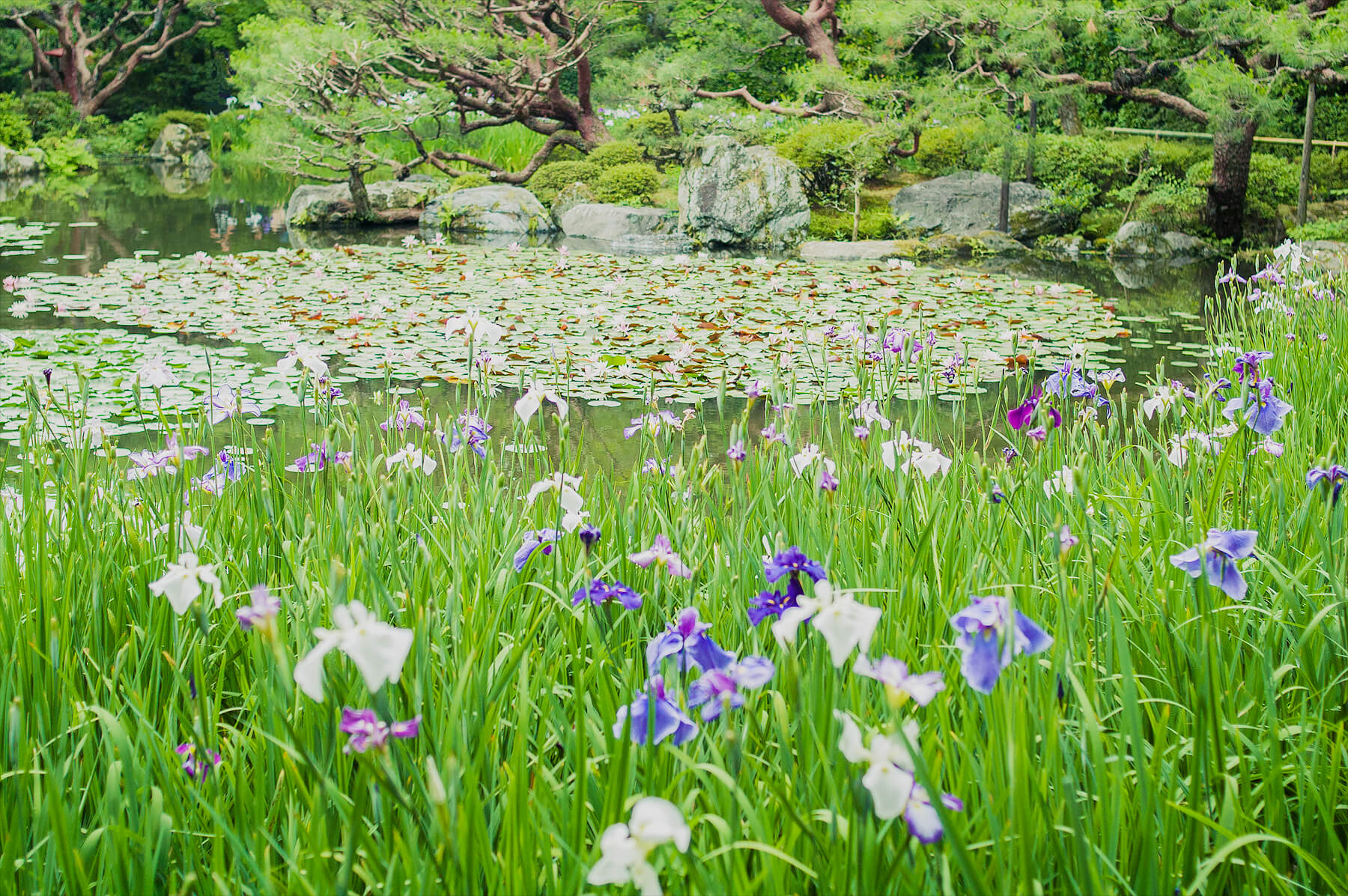 
          京都「平安神宮」の庭園写真3
      