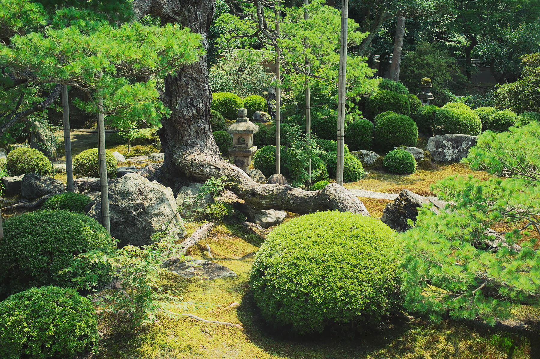 
          京都「曼殊院門跡」の庭園写真3
      