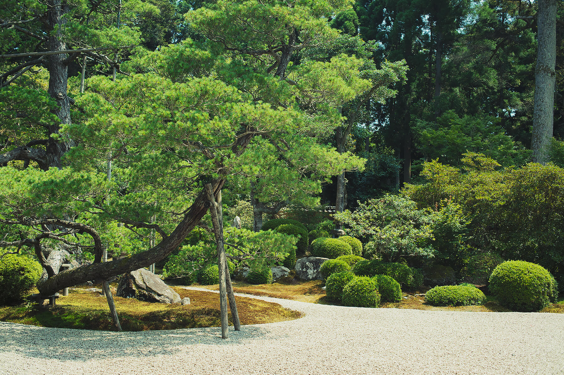 
          京都「曼殊院門跡」の庭園写真1
      