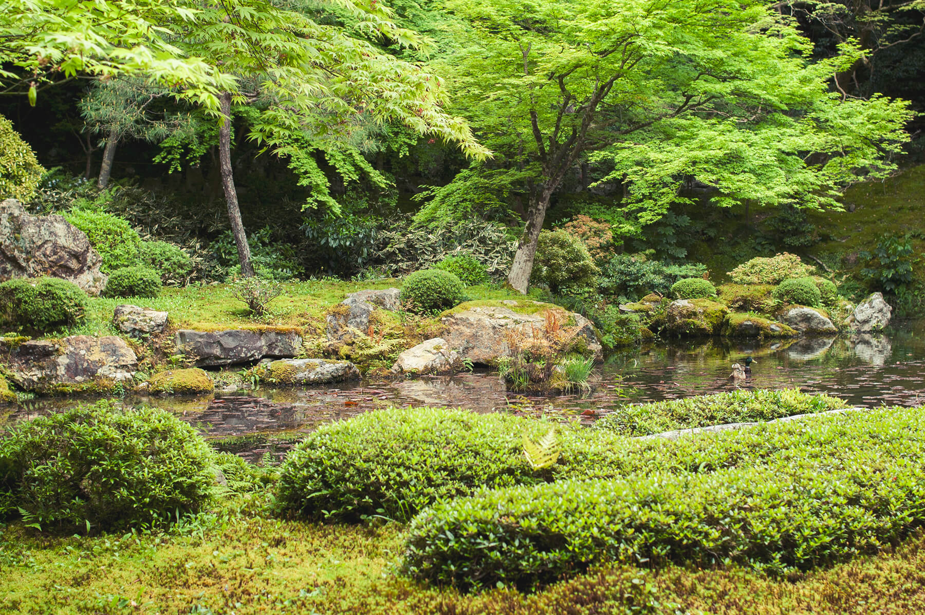 
          京都「南禅寺南禅院」の庭園写真1
      