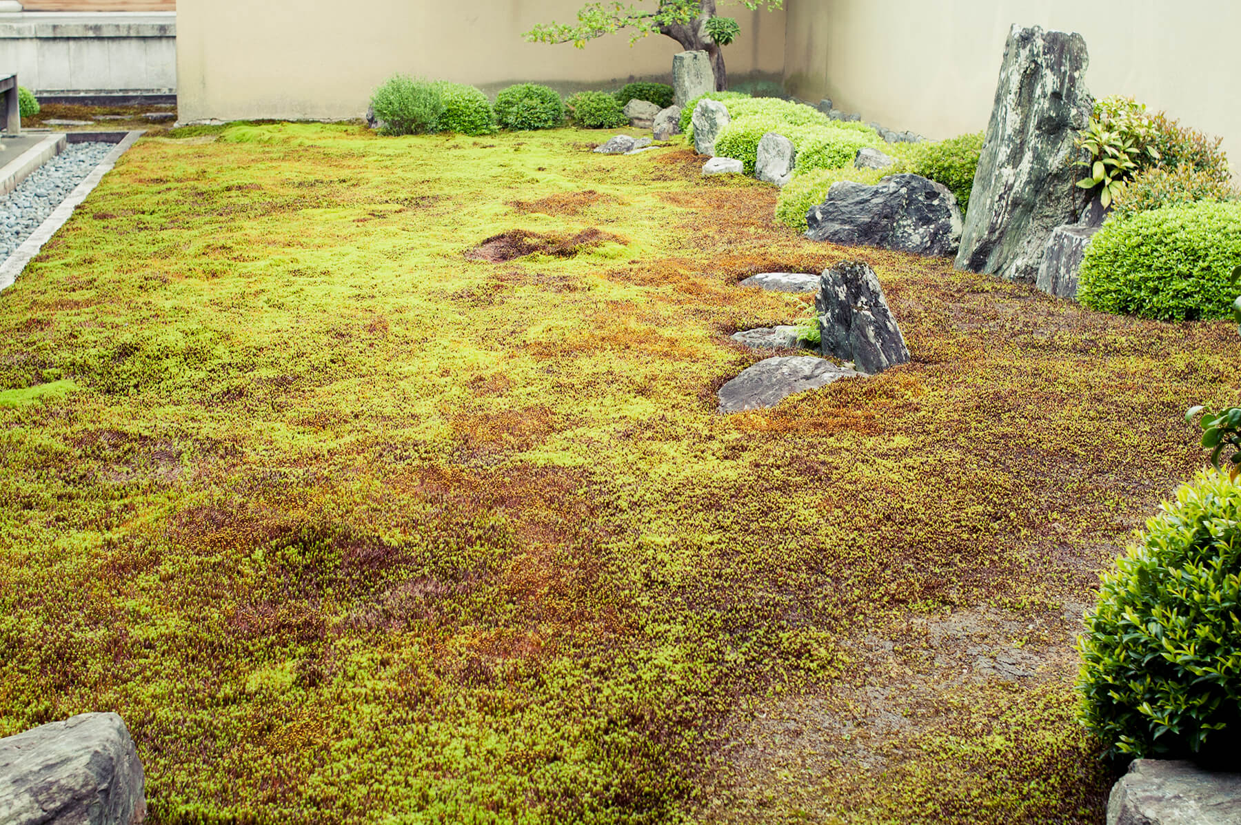
          Garden photo of the Ryugen-in (Daitoku-ji) 3
      