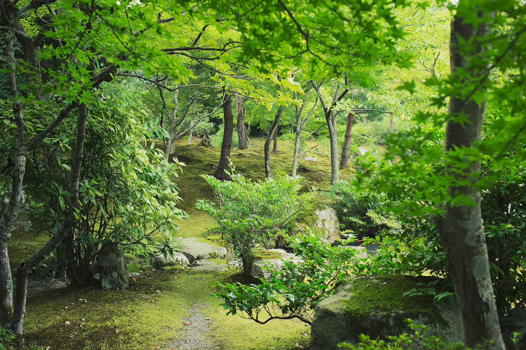 
          京都「天龍寺」の庭園写真7
      